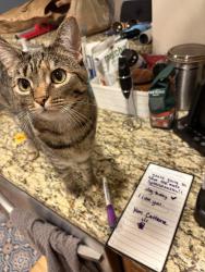 Lost Female Cat last seen Caribou Rd , Asheville, NC 28803