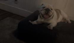 Lost Male Dog last seen Near case ave , Saint Paul, MN 55106
