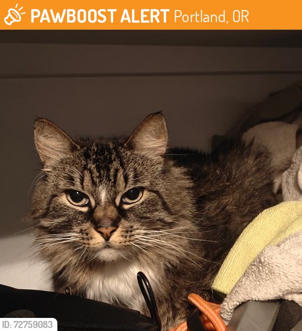 Found/Stray Unknown Cat last seen Russellville Commons, Portland, OR 97216