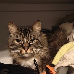Found/Stray Unknown Cat last seen Russellville Commons, Portland, OR 97216