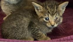 Shelter Stray Female Cat last seen Fort Bliss, TX , Fort Bliss, TX 79906