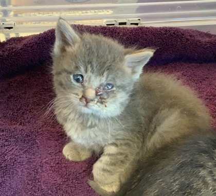 Shelter Stray Male Cat last seen Fort Bliss, TX , Fort Bliss, TX 79906