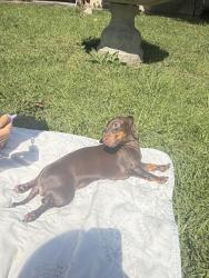 Lost Female Dog last seen Don Julian , Avocado Heights, CA 91746