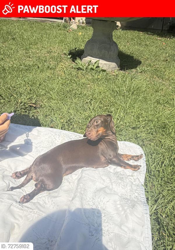 Lost Female Dog last seen Don Julian , Avocado Heights, CA 91746