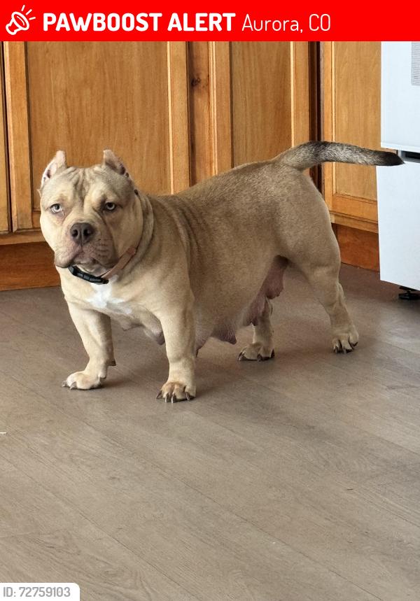 Lost Female Dog last seen 5th and lansing, Aurora, CO 80010