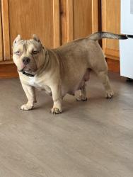 Lost Female Dog last seen 5th and lansing, Aurora, CO 80010