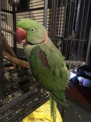 Lost Male Bird last seen Wolangi court Greensborough , Greensborough, VIC 3088