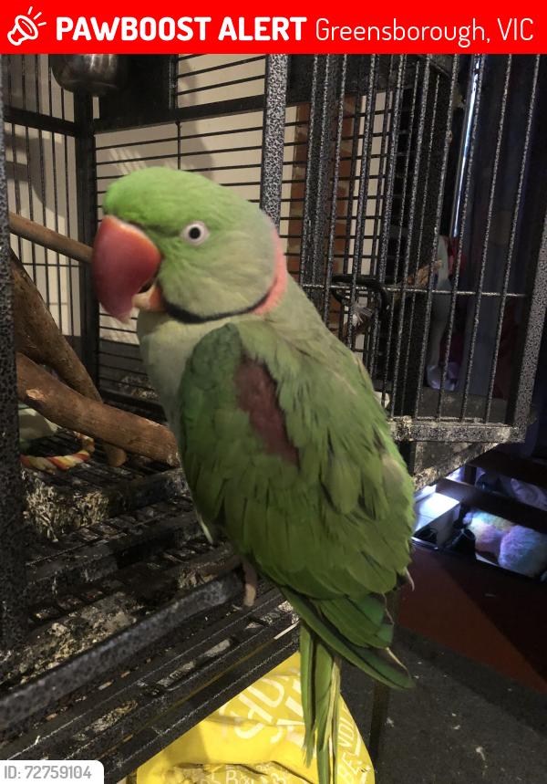 Lost Male Bird last seen Wolangi court Greensborough , Greensborough, VIC 3088