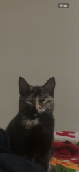 Lost Female Cat last seen Aristocrat ranchets , Fort Lupton, CO 80621