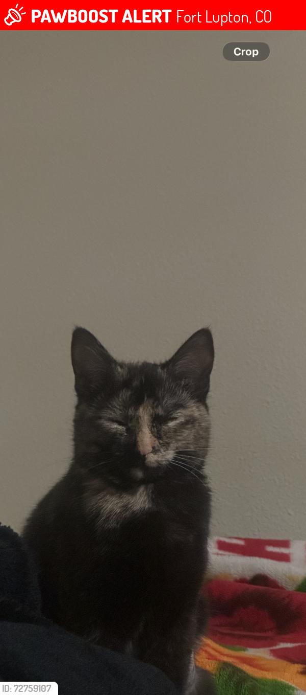 Lost Female Cat last seen Aristocrat ranchets , Fort Lupton, CO 80621