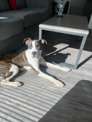 Lost Male Dog last seen Charleston highway area , Cayce, SC 29033