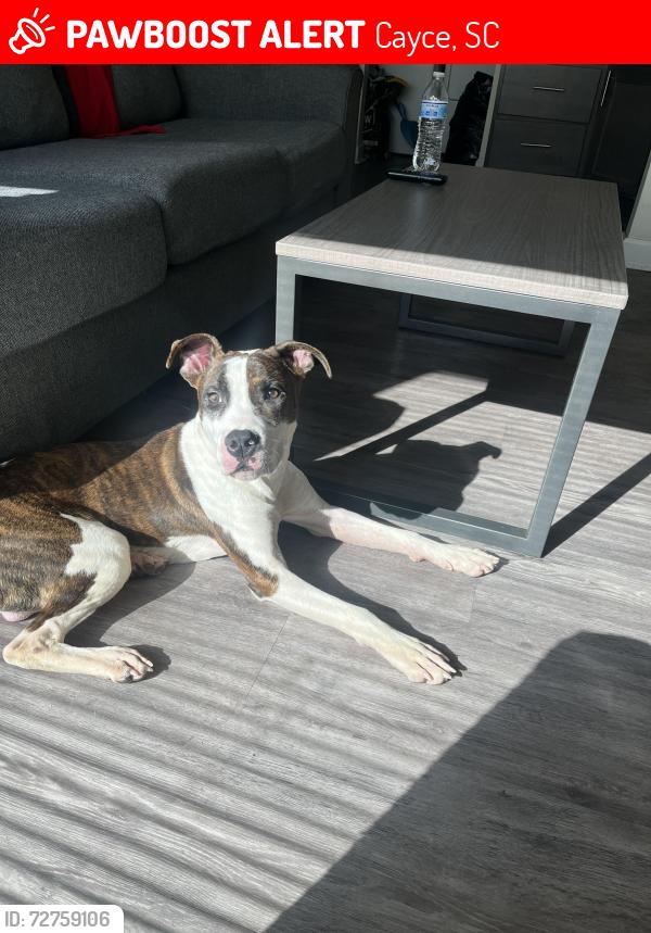 Lost Male Dog last seen Charleston highway area , Cayce, SC 29033