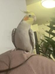 Lost Male Bird last seen Pembroke Cove, Pembroke Pines, FL 33028