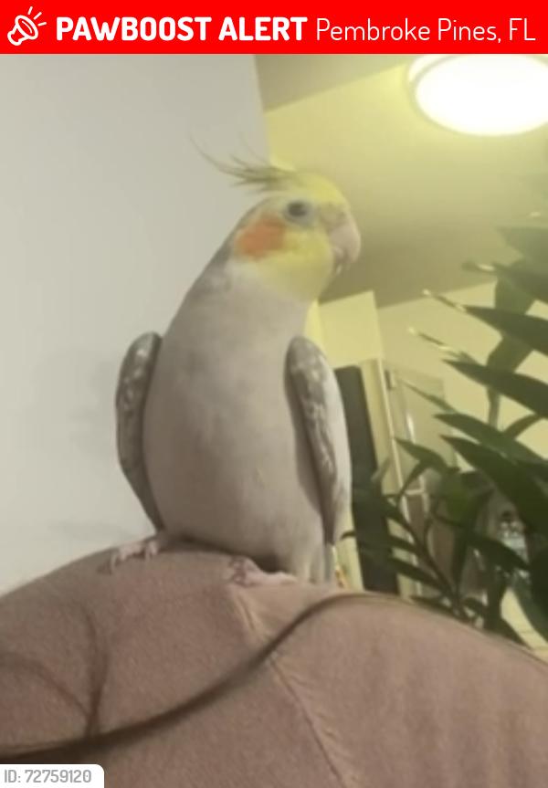 Lost Male Bird last seen Pembroke Cove, Pembroke Pines, FL 33028