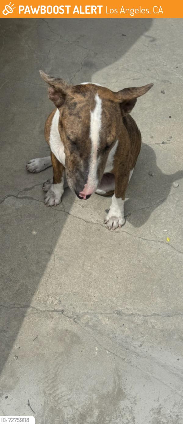 Found/Stray Unknown Dog last seen Imperial and 118th, Los Angeles, CA 90059