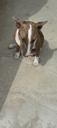 Found/Stray Unknown Dog last seen Imperial and 118th, Los Angeles, CA 90059