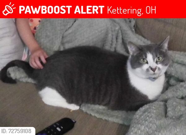 Lost Female Cat last seen Southern Hills Untd Methodist Church, Kettering, OH 45409