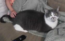 Lost Female Cat last seen Southern Hills Untd Methodist Church, Kettering, OH 45409