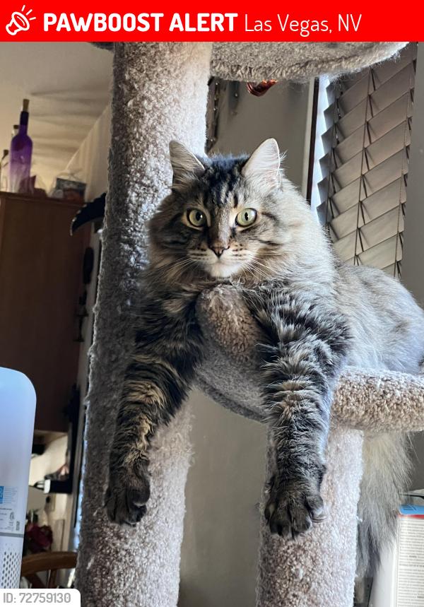Lost Male Cat last seen Near Ridge Creek Pl, Las Vegas, NV 89134, Las Vegas, NV 89134