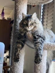 Lost Male Cat last seen Near Ridge Creek Pl, Las Vegas, NV 89134, Las Vegas, NV 89134