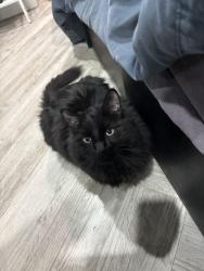 Lost Male Cat last seen Santa Maria Senior apmts , Hazelwood, MO 63042