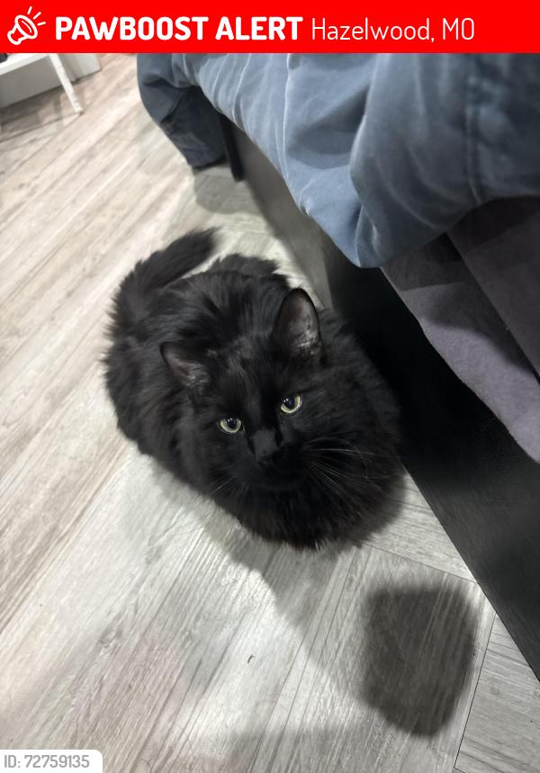 Lost Male Cat last seen Santa Maria Senior apmts , Hazelwood, MO 63042