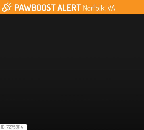 Found/Stray Unknown Cat last seen 38th Street/Colley Ave, Norfolk, VA 23508