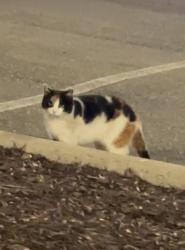 Found/Stray Unknown Cat last seen Habit Burger and Target parking lot on Midlothian (Chesterfiekd Town-center), North Chesterfield, VA 23235