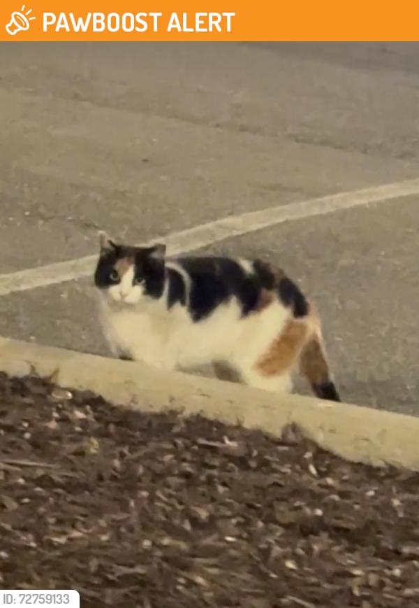 Found/Stray Unknown Cat last seen Habit Burger and Target parking lot on Midlothian (Chesterfiekd Town-center), North Chesterfield, VA 23235