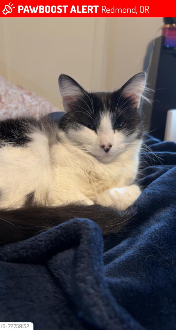 Lost Female Cat last seen snipp 7th street redmond oregom, Redmond, OR 97756