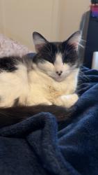 Lost Female Cat last seen snipp 7th street redmond oregom, Redmond, OR 97756