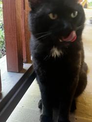 Found/Stray Unknown Cat last seen near Glen Iris and Chickasaw, Los Angeles, CA 90041