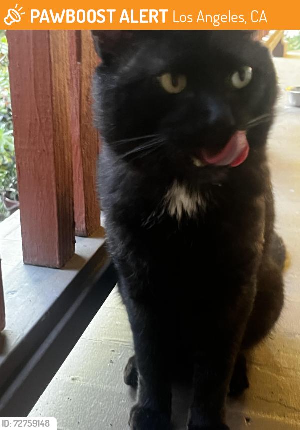 Found/Stray Unknown Cat last seen near Glen Iris and Chickasaw, Los Angeles, CA 90041