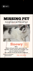 Lost Male Cat last seen Coahulla creek, Dalton, GA 30721
