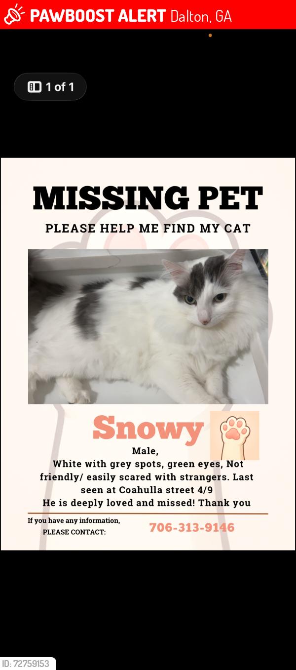 Lost Male Cat last seen Coahulla creek, Dalton, GA 30721