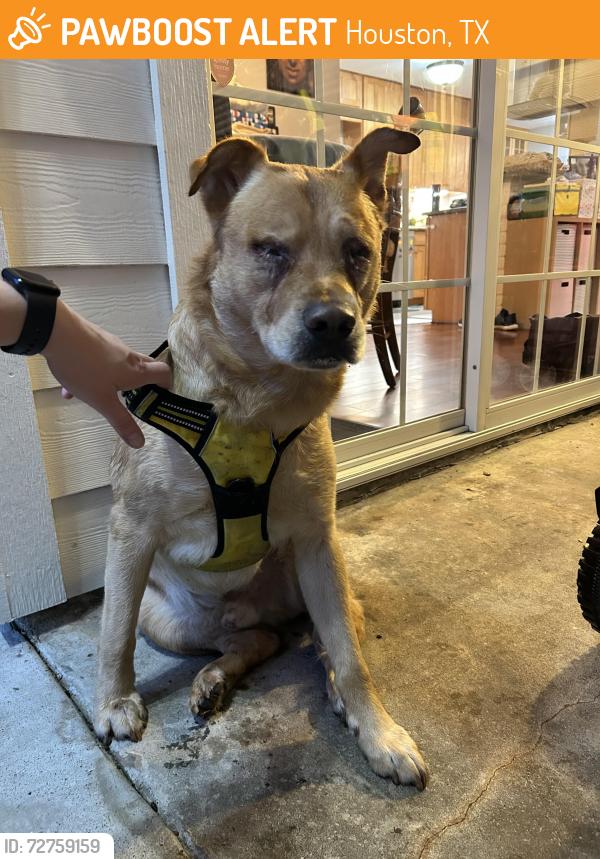 Found/Stray Male Dog last seen Elmgate & Vogue, Houston, TX 77080