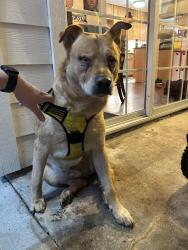Found/Stray Male Dog last seen Elmgate & Vogue, Houston, TX 77080