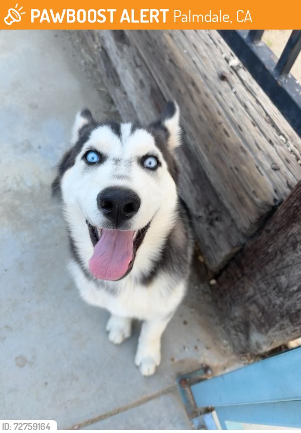 Found/Stray Male Dog last seen Q-4 and 12 street , Palmdale, CA 93550