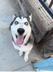 Found/Stray Male Dog last seen Q-4 and 12 street , Palmdale, CA 93550
