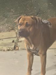 Found/Stray Male Dog last seen Grand Point/Kings Drive, Breaux Bridge, LA 70517