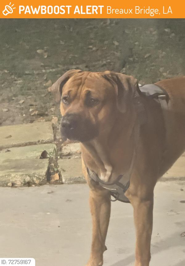 Found/Stray Male Dog last seen Grand Point/Kings Drive, Breaux Bridge, LA 70517