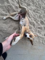 Lost Female Dog last seen Monitor st kyner ave, Bakersfield, CA 93313