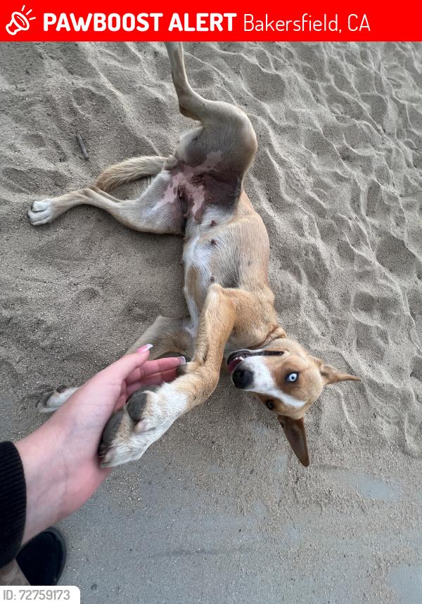 Lost Female Dog last seen Monitor st kyner ave, Bakersfield, CA 93313