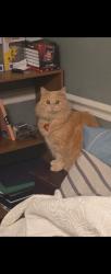 Reunited Female Cat last seen Smoky Mountains Church, Sevierville, TN 37862