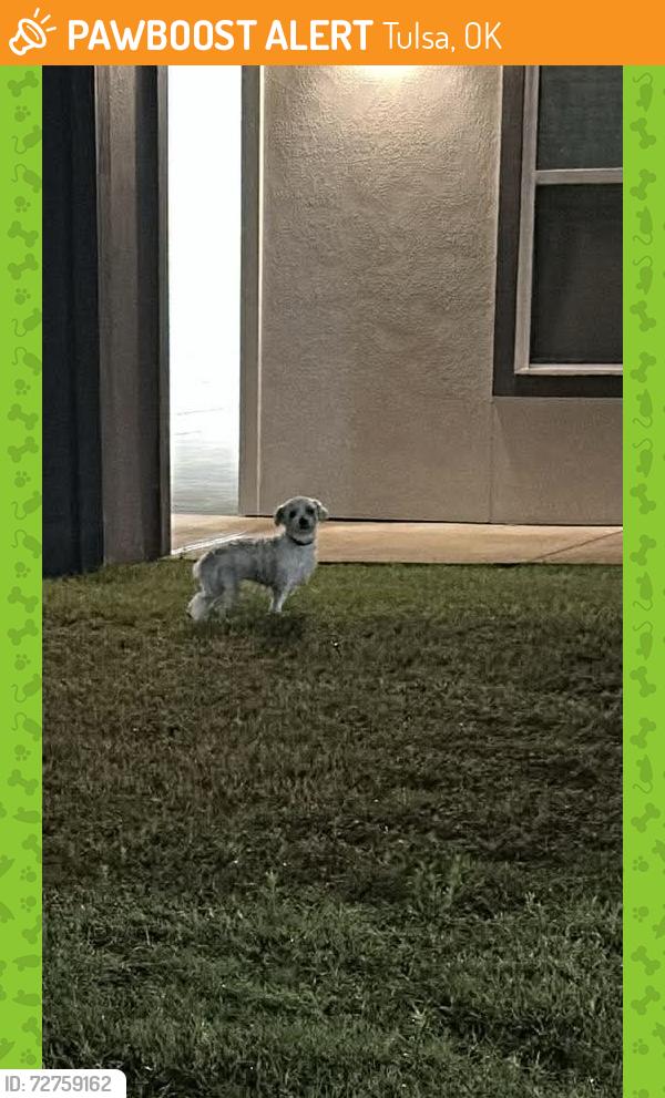 Found/Stray Unknown Dog last seen 51st and 129th , Tulsa, OK 74134