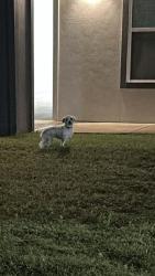 Found/Stray Unknown Dog last seen 51st and 129th , Tulsa, OK 74134