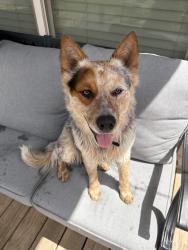 Found/Stray Male Dog last seen Marion Samson Park, Fort Worth, TX 76114