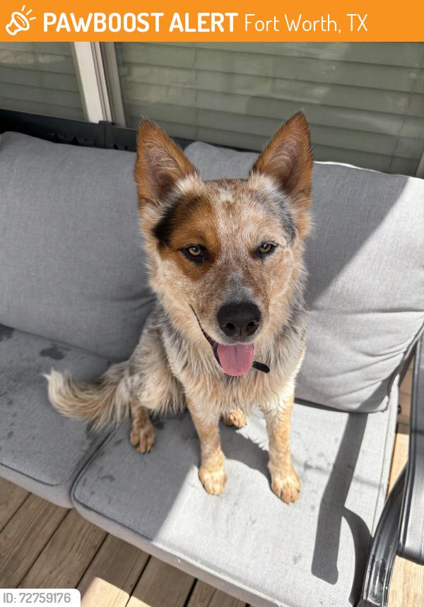 Found/Stray Male Dog last seen Marion Samson Park, Fort Worth, TX 76114