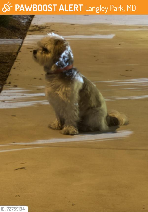 Found/Stray Male Dog last seen Lebanon st , Langley Park, MD 20912
