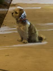 Found/Stray Male Dog last seen Lebanon st , Langley Park, MD 20912